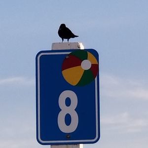 Meet your Posher, Jane